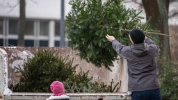 Ein Mann wirft einen alten Tannenbaum in einen Container. 