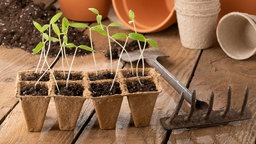 Tomaten-Pflänzchen werden im zeitigen Frühjahr drinnen im Warmen vorgezogen