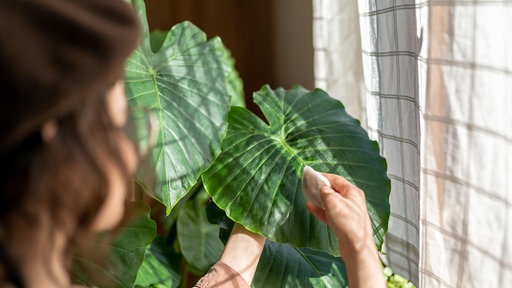 Floristin wischt Staub von der großen grünen Alocasia-Zimmerpflanze, befeuchtet die Blätter zu Hause am Fenster