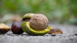 Detaillierte Abbildung einer Walnuss auf dem Boden.