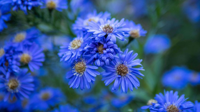 Kräftig blaufarbene Herbstaster-Blüten. 