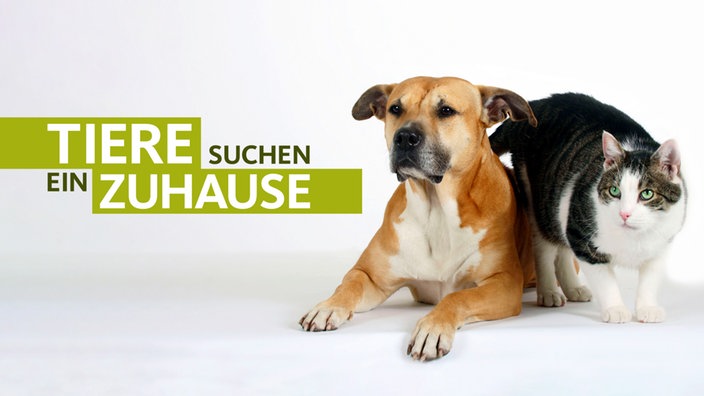 Das Logo Tiere suchen ein Zuhause neben einem Hund und einer Katze.