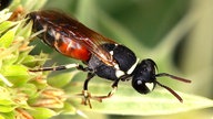 Rote Maskenbiene Hylaeus variegatus.