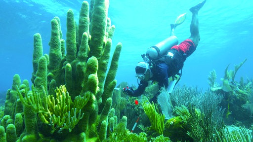  Korallenforscher Myles Philipps fotografiert eine Säulenkoralle in einem seichten Bereich des Cayman Crown Riffs