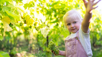 Das Bild zeigt die Tocher der Winzer im Weinberg.