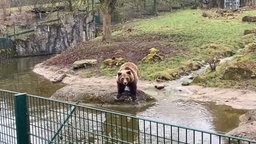 Jojo und Flocon im Tierpark Olderdissen