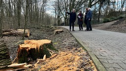 Man sieht Menschen, die sich gefällte Bäume in der Paderaue anschauen.