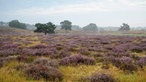 Westruper Heide: Weite Landschaft mit blühendem Heidekraut 