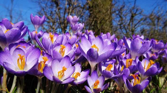 Krokusse, fotografiert von Mecki Hagemann in Ibbenbüren