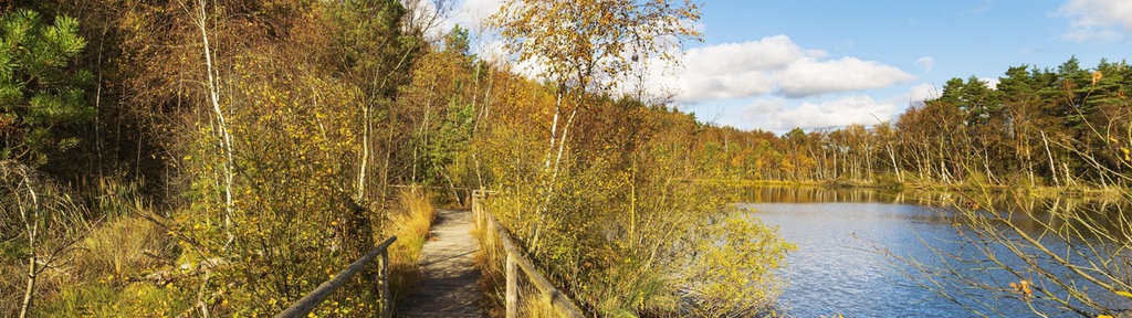 ein Bohlenweg durchs Moor im Herbst mit Blick auf einen kleinen See