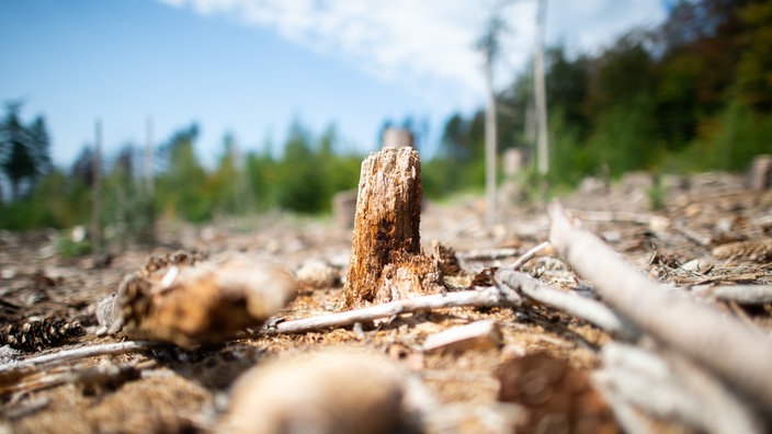 Vom Borkenkäfer zerstörte Waldfläche