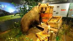 Präparierter Braunbär "Bruno" in einem Museum in München