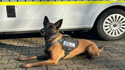 Der Drogenspürhund liegt aufmerksam neben einem Auto des Zolls