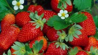 Gartenerdbeeren