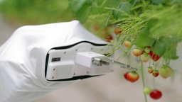 KI-gesteuerter Erntehelfer und Pflückroboter Berry