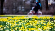 Narzissen blühen im Stadtgarten. Im Hintergrund ein Radfahrer.