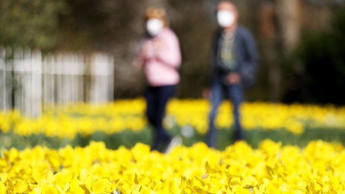 Narzissen blühen im Stadtgarten. Im Hintergrund zwei Sparziergänger:innen.