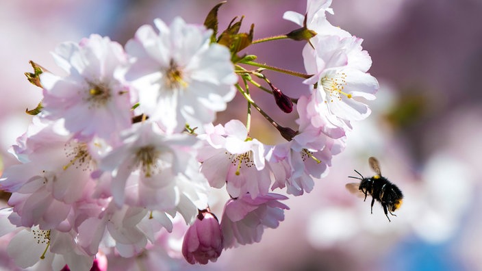 Eine Hummel fliegt zu einer Blüte, um Nektar zu sammeln.