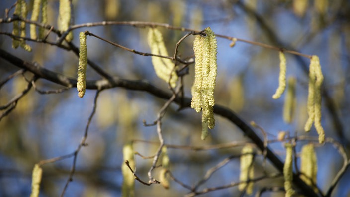 Haselnussstrauch in der Morgensonne