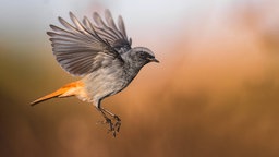 Hausrotschwanz im Flug