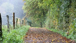 Ein laubbedeckter Waldweg bei regnerischem Herbstwetter