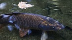 Ein Karpfen schwimmt an der Oberfläche eines Teiches. Darauf befindet sich ein heruntergefallenes Blatt.