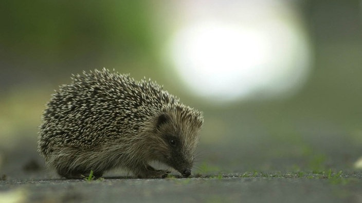 Ein Igel überquert eine Straße. Im Hintergrund Autoscheinwerfer.