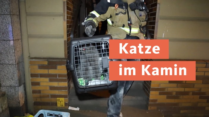 Katze im Kamin 