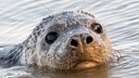 Kegelrobbe schwimmt nach Auswilderung im Wattenmeer