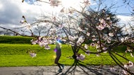 Kirschbaum blüht in Bonn