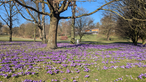 Blumenwiese mit lilanen Blumen