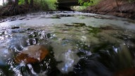 Der Fluss Lutter im Kreis Gütersloh, Schaum auf der Wasseroberfläche