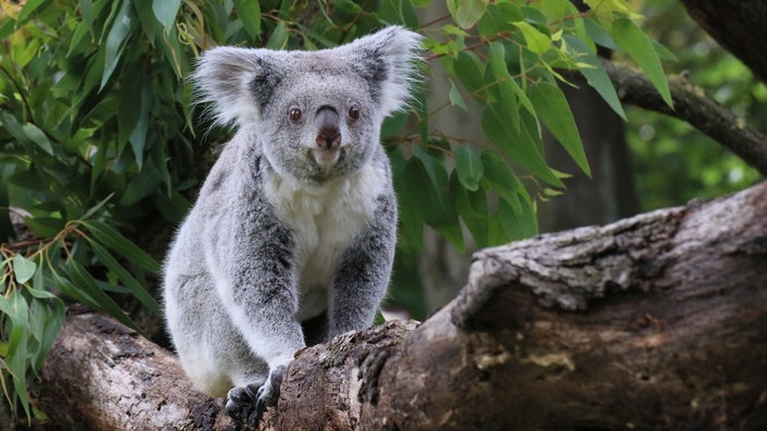 Ein Koala im Duisburger Zoo