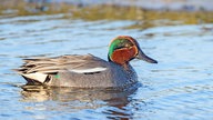 Krickente schwimmt auf dem Wasser