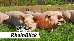 mehrere Schweine stehen auf der Weide bei gutem Wetter