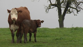 Eine Kuh steht mit Kalb auf der Weide eines Bio-Hofs und guckt Richtung Kamera