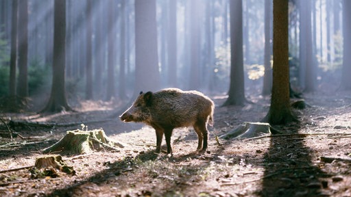 Wildschwein