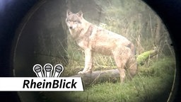 Wolf im visier