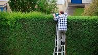 Archiv: Hier schneidet ein Mann eine Thuja-Hecke