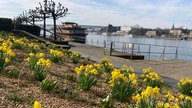 Gelbe Blumen blühen an der Rheinpromenade