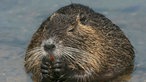 Nutria im Wasser 