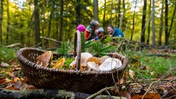 Korb mit Pilzen in einem Wald