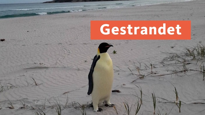 Kaiserpinguin strandet in Australien