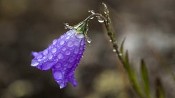 Blume im Regen