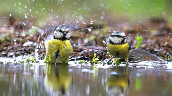 Meisen baden in einer Pfütze