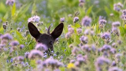 Rehbock sitzt im Licht der untergehenden Sonne versteckt zwischen Pflanzen auf einem Acker.