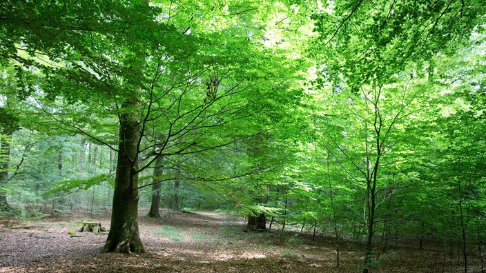 Reichswald Kleve