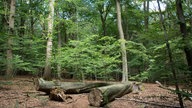 Naturwald im Klever Reichswald