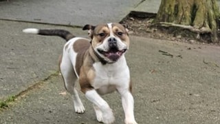 Bulldogge Asly im Tierheim Mönchengladbach