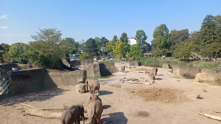 Elefanten in einem Gehege im Zoo